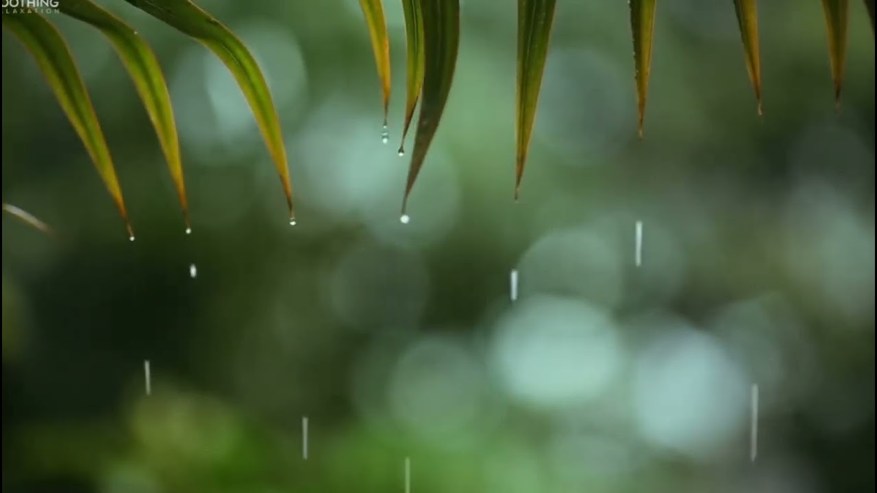 Lluvia tranquila entre hojas / Música y Calma.
