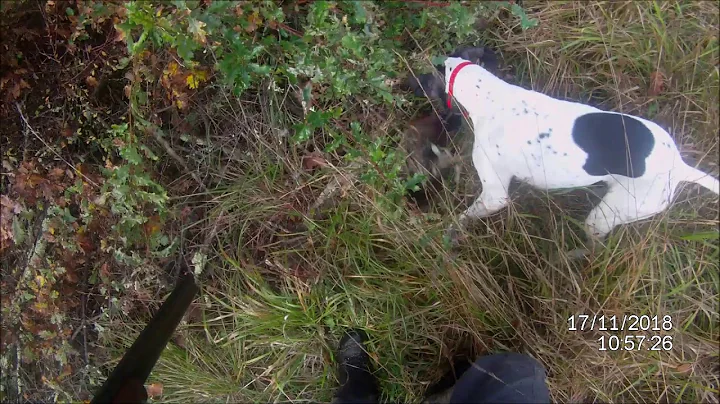 Chasse faisans perdreaux avec pointer