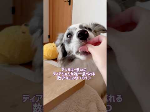 米粉クッキーいい音😌 #shorts