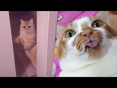 Funny Cat Videos will make you LAUGH ? - Funny Animal Videos Compilation ? Funny Cats ? Cafa Land#7