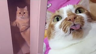 Funny Cat Videos will make you LAUGH 🤣 - Funny Animal Videos Compilation 🤣 Funny Cats 🤣 Cafa Land#7