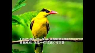 ❤♫ Brothers Four - Yellow bird (1960) 黃鸝鳥 chords