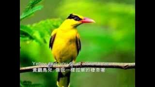 ❤♫ Brothers Four - Yellow bird (1960) 黃鸝鳥