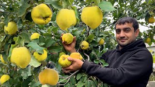 HARVESTING QUINCE IN THE VILLAGE! GRANNY IS COOKING CROISSANT | MEAT PIE (BOREK)
