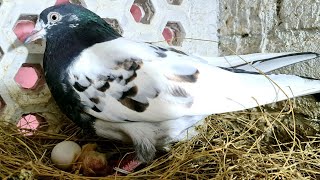 Pigeon Breeding Progress | Pigeon EGG Problem | Vet Care | Pet Care