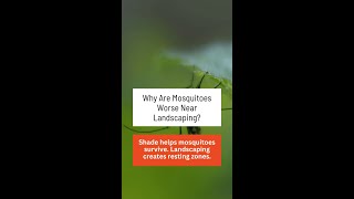FAQ: Why Are Mosquitoes Worse Near Landscaping?