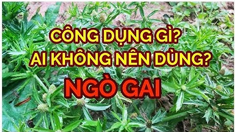 NGÒ GAI ( MÙI TÀU) có công dụng gì?Những Ai không nên ăn ngò gai?