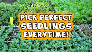 How to Choose Seedlings at the Nursery - 3 Tips for Success by Gardenerd 419 views 2 months ago 4 minutes, 41 seconds