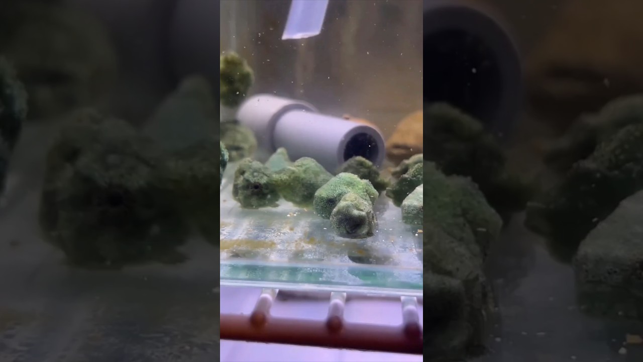 Curious Photos vol 3