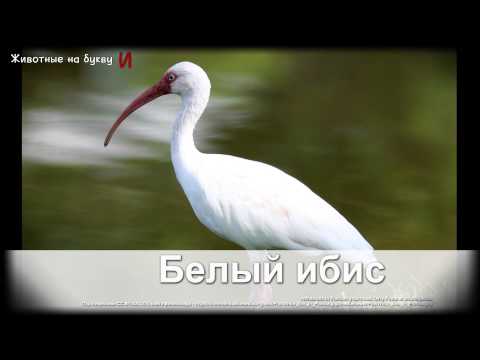 Животные на букву А (1) Животные на букву А (1)