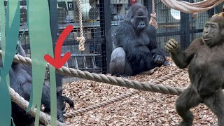 Baby gorilla and teenage gorilla Alika want to play with Silverback Kiburi