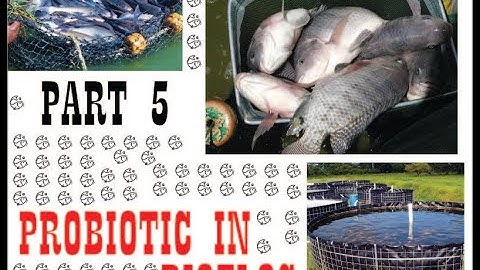 Biofloc probiotic kya hai Part 5