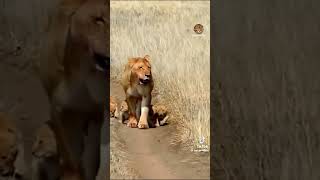 Lion and cubs 🫶 🦁 Aslan ve yavruları 🦁