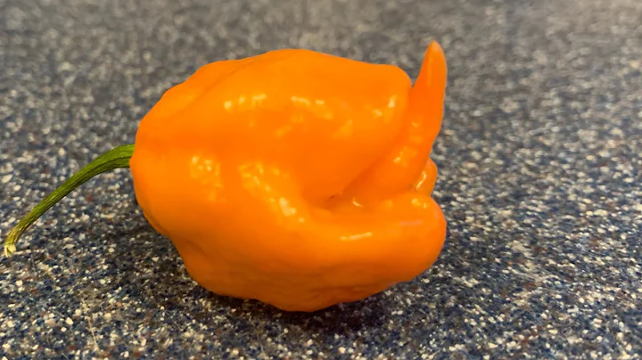 BOC x Carolina Reaper grown by Jacob Deathridge! T...