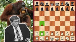 Yet Another Orangutan Opening By Bobby Fischer