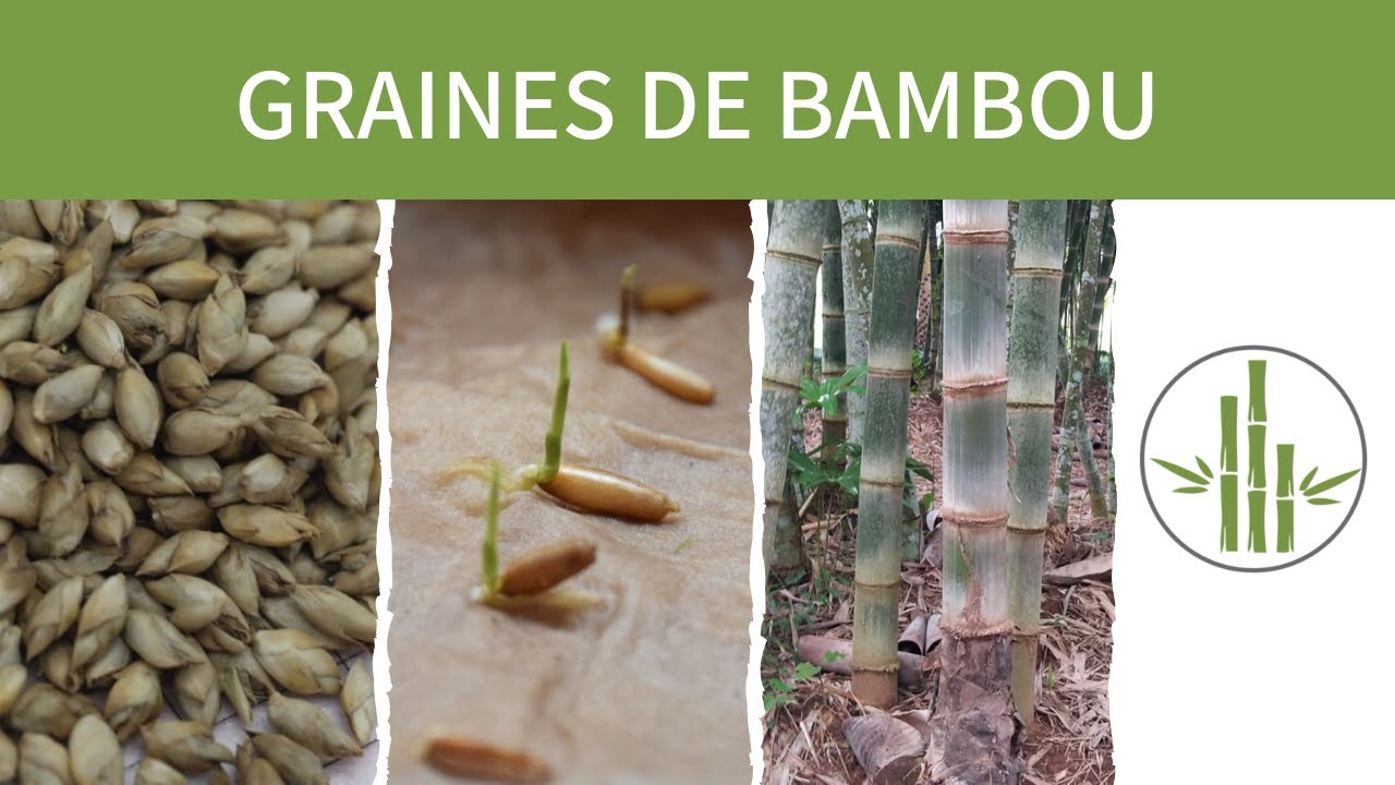 Germoir en bambou (discontinué) - Mano verde.ca - pousses et germinations  bio