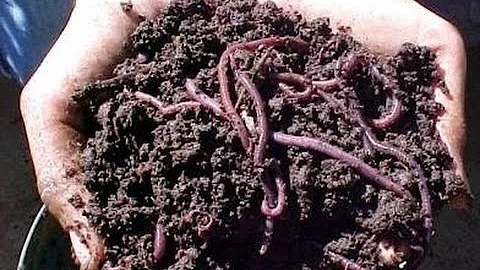 O que posso usar como comida para o Minhocario?