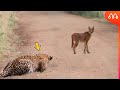 QUANDO O LEOPARDO ENCONTRA O CARACAL