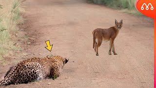 Leopard Karakal İle Taniştiğinda