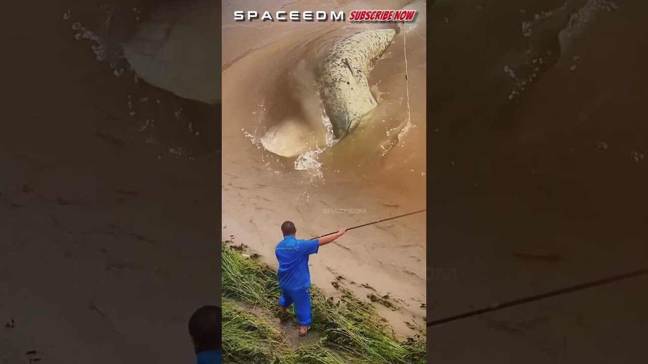 AMAZING GIANT CATFISH DISTURBING FISHERS Fishing