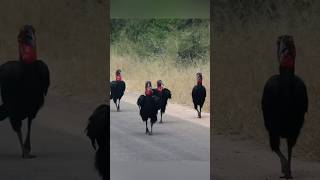 Birds That Cannot Fly