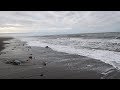 Metal Detecting on the Beach in Alaska! | Nugget Noggin