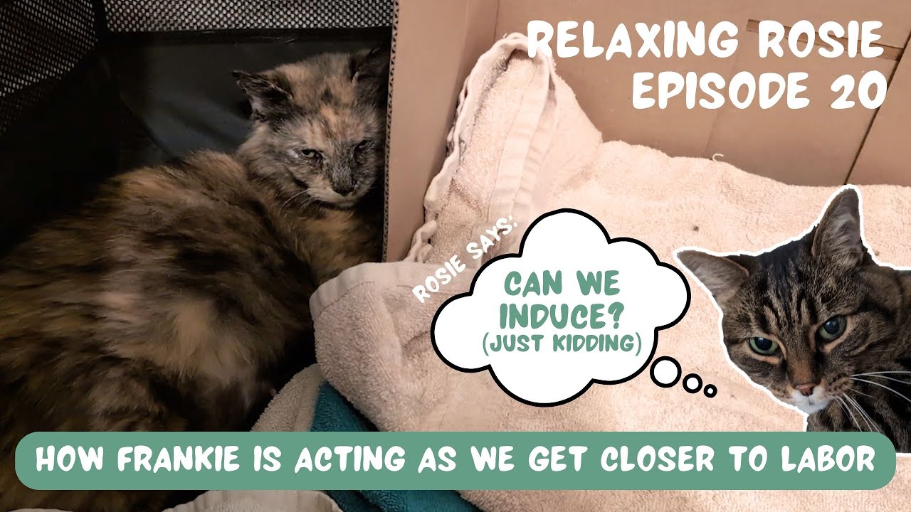 HOW A PREGNANT CAT ACTS BEFORE LABOR THIRD TRIMESTER WEEKS 