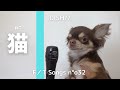 【替え歌】犬なのに『猫』を歌ってみた【DISH】:w32:h24