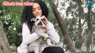 A Physiotherapy Devices For Pets I Powercure Pro I Pets Treatment