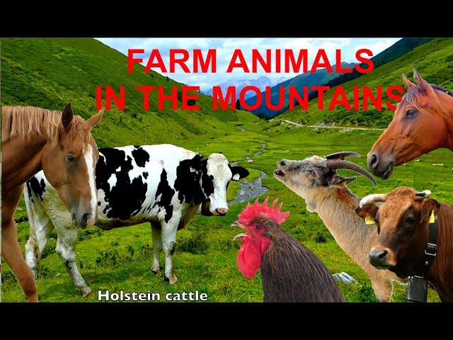 FOR KIDS: farm animals in the mountains with natural sounds - NO MUSIC! video for children class=