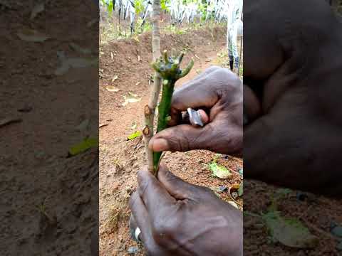 Vidéo: Élagage des manguiers - Conseils sur le meilleur moment pour tailler un manguier