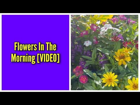 Flowers In The Morning