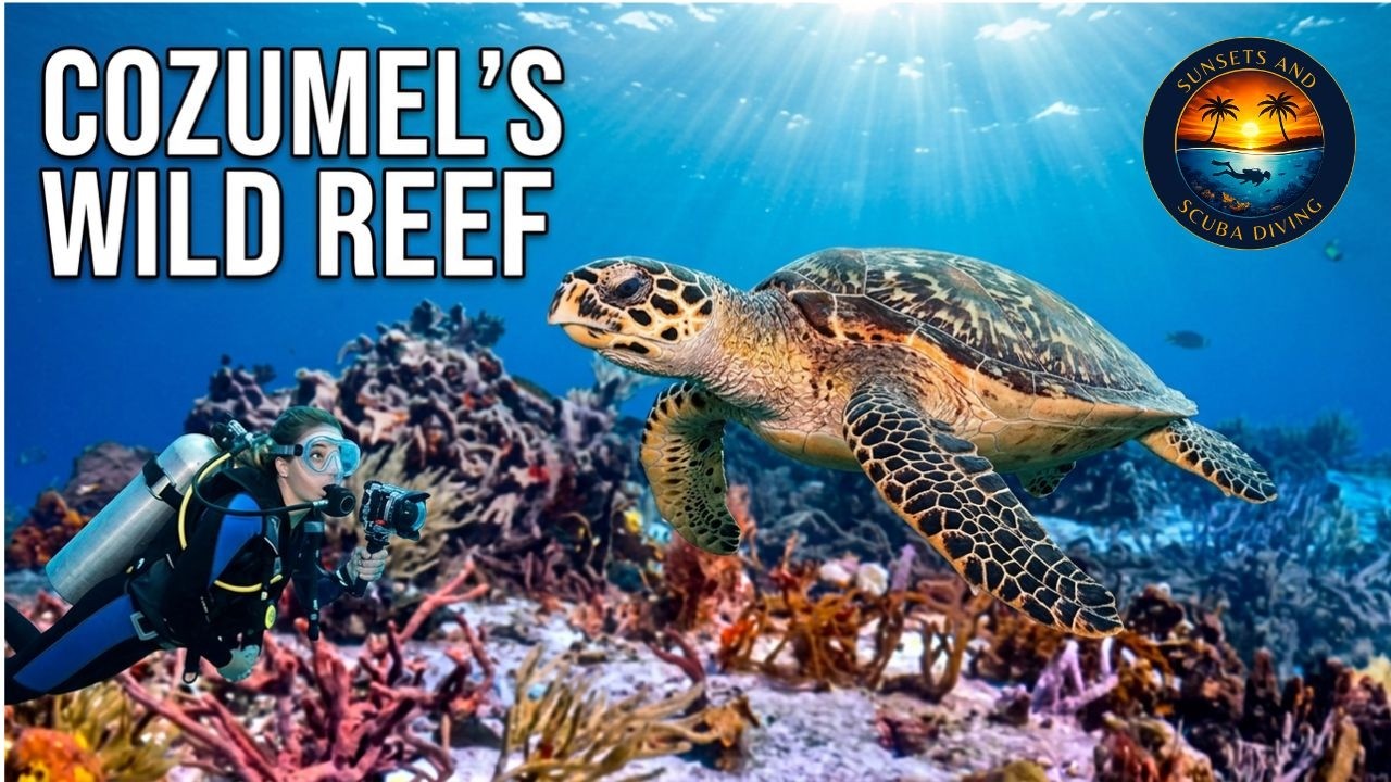 Why Cozumel Has The Best Diving In Mexico