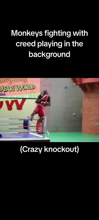 I love monkeys. #monkeys #shorts #famous #youtube #cool #funny #subscribe #creed #music #famous #fyp