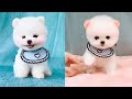 Cute and Funny Pomeranian Videos 114 #Shorts