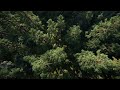 Relaxing Downtempo House Set | Chill Vibes in Lush Woodlands