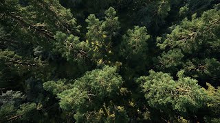 Relaxing Downtempo House Set | Chill Vibes in Lush Woodlands