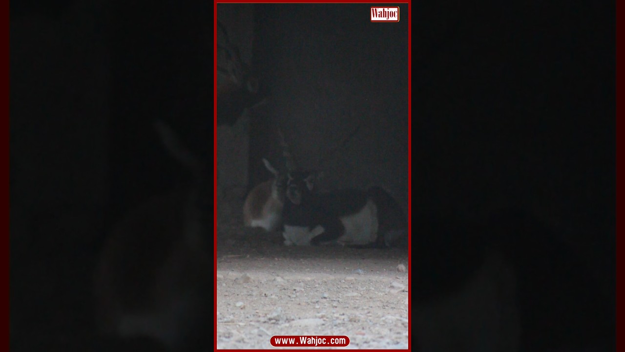 Blackbuck Male 🦌 | From Asia (Pakistan & India) | WAHJOC Wildlife