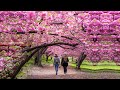 Most beautiful cherry blossom trees in the world