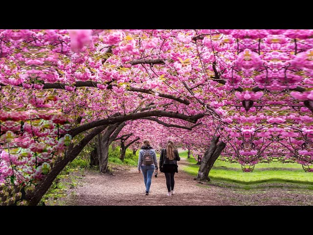 MOST BEAUTIFUL Cherry Blossom Trees in the World class=