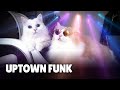 Mark Ronson - Uptown Funk (Cover By Cats) ft. Bruno Mars | Kittisaurus