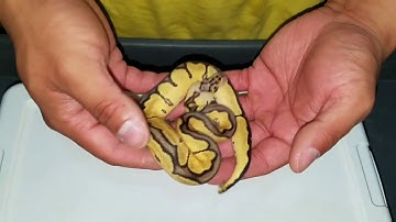 New Clown Combos! Never before seen until now!