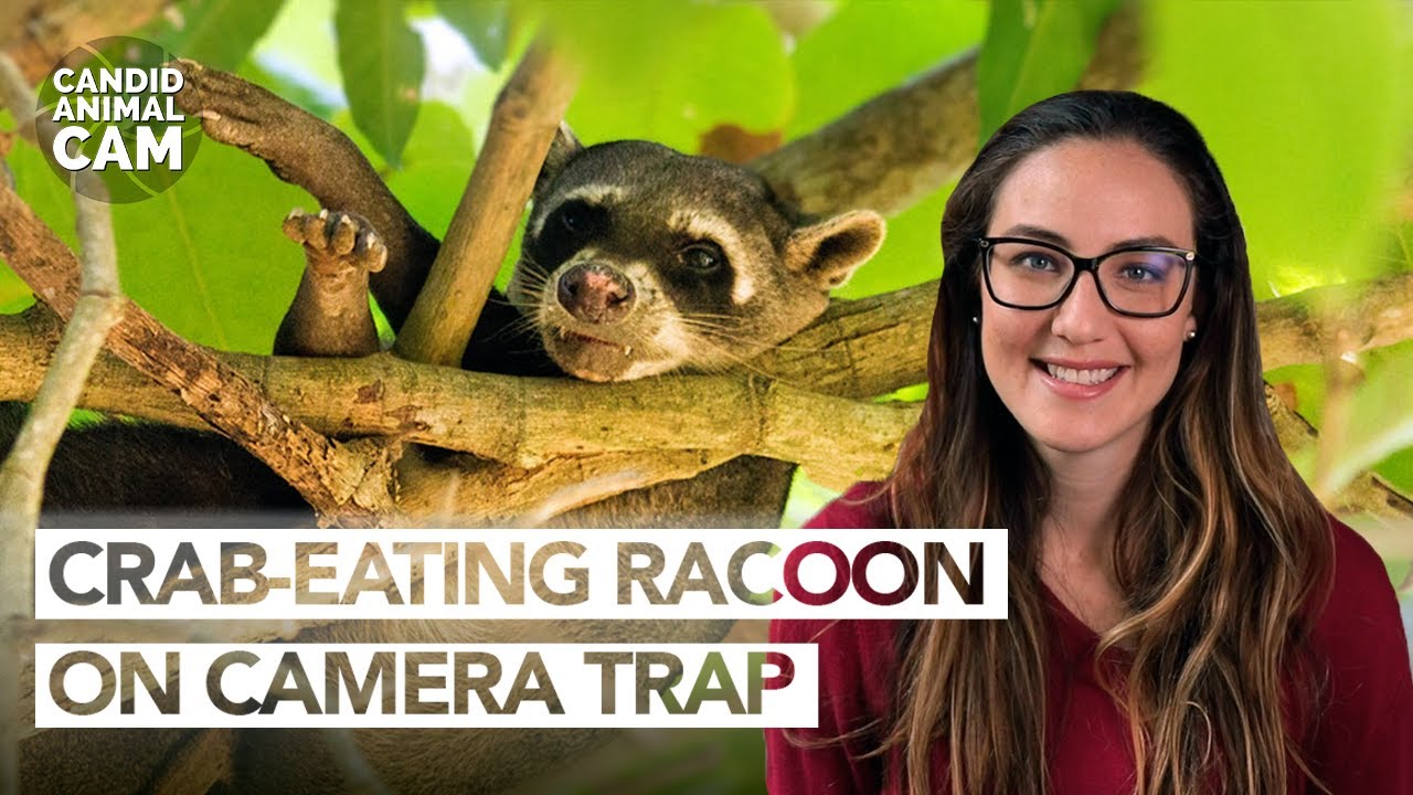 What makes crabeating raccoons unique among carnivores? Candid