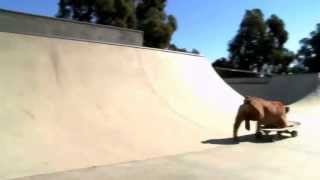 TILLMAN  The World's Fastest Skateboarding Bulldog!  Presented By Petco