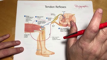 Spinal Cord II Reflexes