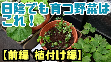 水耕栽培大学 陰性野菜3兄弟を育てよう 日陰でも育つ野菜 前編 Mp3
