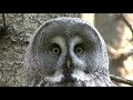 LAPPUGGLA  Great Grey Owl  (Strix nebulosa)  Klipp - 3433