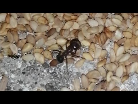 هل السمسم يطرد ويكافح النمل طريقة مكافحة النمل 