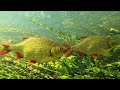 Реальная рыбалка 2 тихий стрим по исследованию карасей