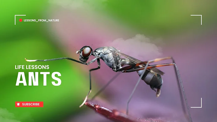 Incredible Life Lessons We Can Learn from Ants
